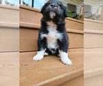 Small Photo #3 Miniature Australian Shepherd Puppy For Sale in DAWSON, GA, USA