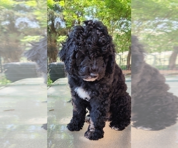 Medium Photo #5 Bernedoodle (Miniature) Puppy For Sale in WILLOWBROOK, IL, USA