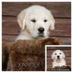 Small Photo #2 Golden Retriever Puppy For Sale in ARCADE, GA, USA