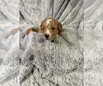 Puppy Puppy 3 Goldendoodle (Miniature)