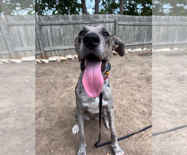Medium Photo #3 Catahoula Leopard Dog-Great Dane Mix Puppy For Sale in Bullard, TX, USA