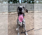 Small #2 Catahoula Leopard Dog-Great Dane Mix