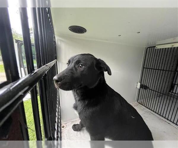 Medium Photo #1 Mutt Puppy For Sale in Houston, TX, USA