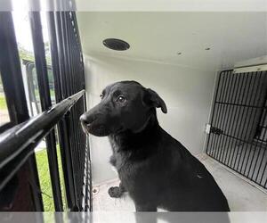Mutt Dogs for adoption in Houston, TX, USA