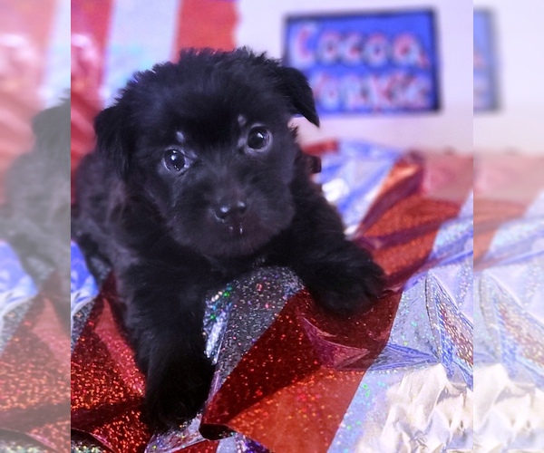 Medium Photo #104 Yorkshire Terrier Puppy For Sale in AKRON, OH, USA