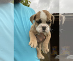 Small Photo #4 English Bulldog Puppy For Sale in SPENCER, TN, USA