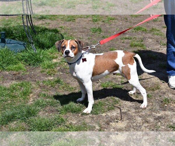 Medium Photo #7 Beagle-Coonhound Mix Puppy For Sale in Spring Lake, NJ, USA