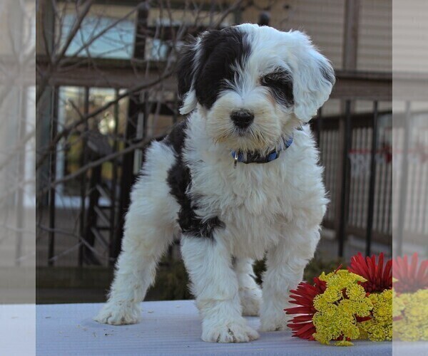 Medium Photo #1 Portuguese Water Dog Puppy For Sale in STRASBURG, PA, USA