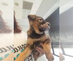 Small #18 German Shepherd Dog Mix