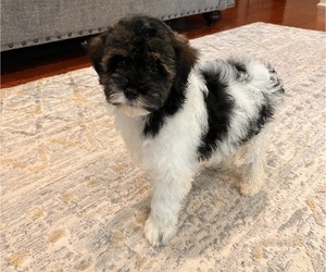 Maltipoo Puppy for sale in CHARLOTTE, NC, USA