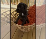 Small #2 Boxer Mix