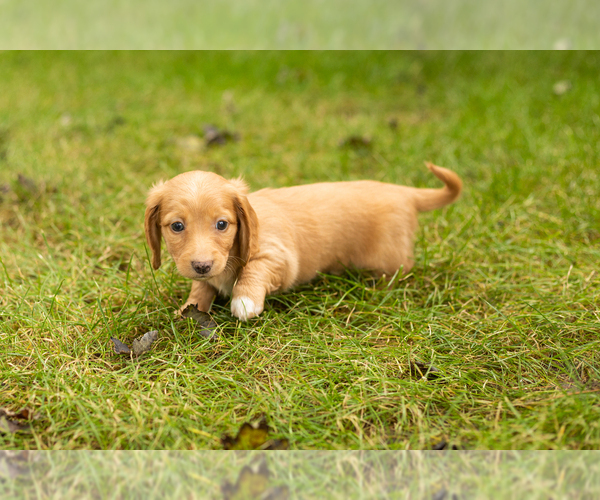 Medium Photo #16 Dachshund Puppy For Sale in MILFORD, IN, USA