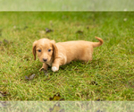 Small Photo #16 Dachshund Puppy For Sale in MILFORD, IN, USA