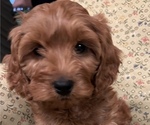 Small Photo #1 Cavapoo Puppy For Sale in LAWRENCE, MI, USA