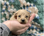 Small Photo #3 Australian Labradoodle Puppy For Sale in MACON, IL, USA