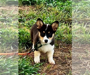 Pembroke Welsh Corgi Puppy for sale in SILER CITY, NC, USA