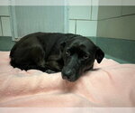 Small Labrador Retriever