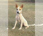Small Jack Russell Terrier Mix