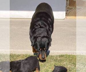 Mother of the Rottweiler puppies born on 01/06/2022