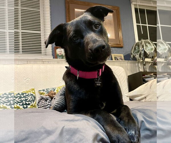 Medium Photo #15 Pointer-Unknown Mix Puppy For Sale in Fargo, ND, USA