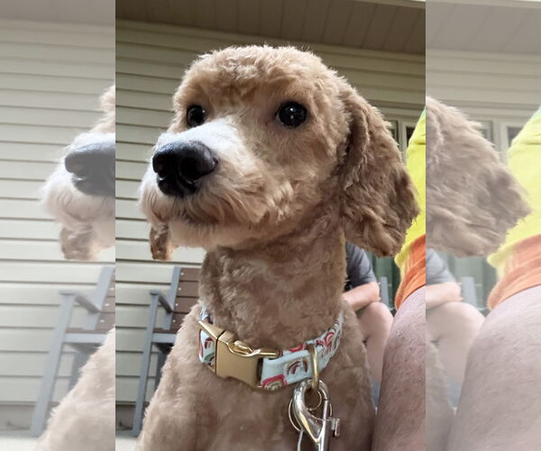 Medium Photo #4 Mutt Puppy For Sale in Omaha, NE, USA