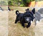 Small #2 Aussiedoodle