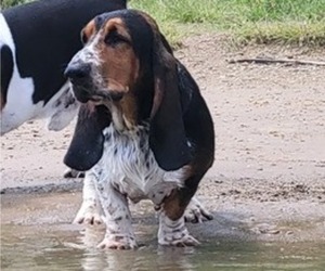 Mother of the Basset Hound puppies born on 12/18/2023