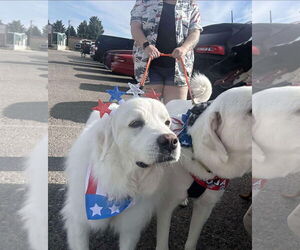 Great Pyrenees Dogs for adoption in Bountiful, UT, USA