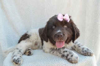 Newfoundland Puppy for sale in EAST EARL, PA, USA