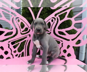 Great Dane Puppy for sale in SHILOH, OH, USA