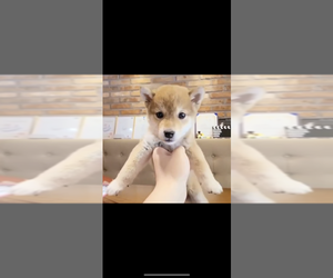 Shiba Inu Puppy for sale in CHINO HILLS, CA, USA