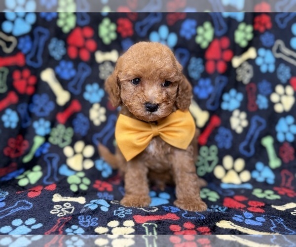 Medium Photo #6 Cavapoo (Miniature) Puppy For Sale in LAKELAND, FL, USA