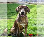 Small #6 Catahoula Leopard Dog Mix