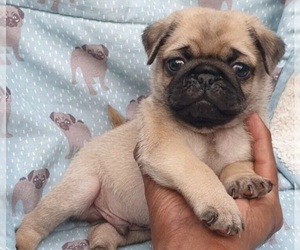 Medium Pug