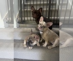 Small #2 French Bulldog