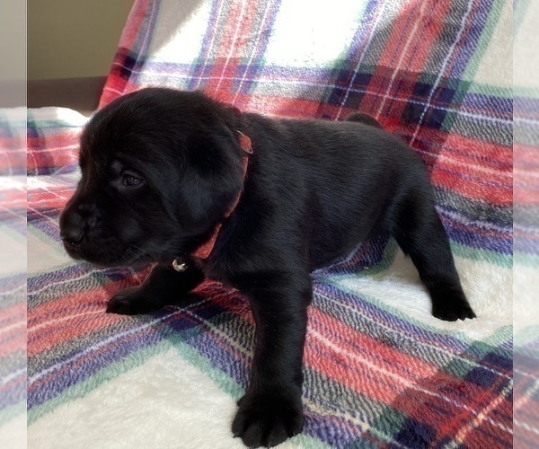 Medium Photo #18 Labrador Retriever Puppy For Sale in PALM COAST, FL, USA