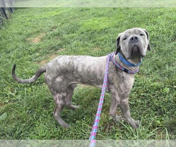 Medium Photo #3 Great Dane-Unknown Mix Puppy For Sale in Derwood, MD, USA