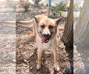 Labrador Retriever-Unknown Mix Dogs for adoption in Omaha, NE, USA