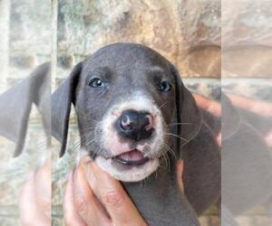 Great Dane Puppy for sale in SELLERSBURG, IN, USA