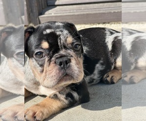 French Bulldog Puppy for sale in WEST COVINA, CA, USA