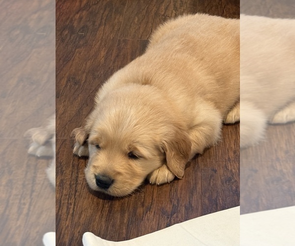 Medium Photo #2 Golden Retriever Puppy For Sale in PANA, IL, USA