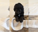 Small Photo #88 Miniature Bernedoodle Puppy For Sale in AUBURNDALE, FL, USA