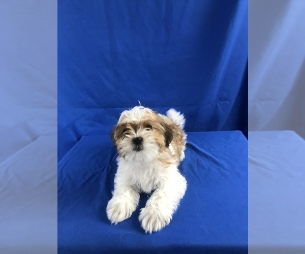Medium Photo #1 Shih Tzu-Unknown Mix Puppy For Sale in TUCSON, AZ, USA
