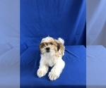 Small Photo #1 Shih Tzu-Unknown Mix Puppy For Sale in TUCSON, AZ, USA