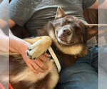 Small #1 Siberian Husky Mix