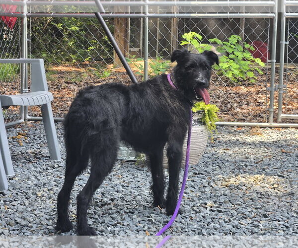 Medium Photo #2 Labrador Retriever-Unknown Mix Puppy For Sale in Albemarle, NC, USA