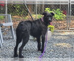 Small #1 Labrador Retriever Mix