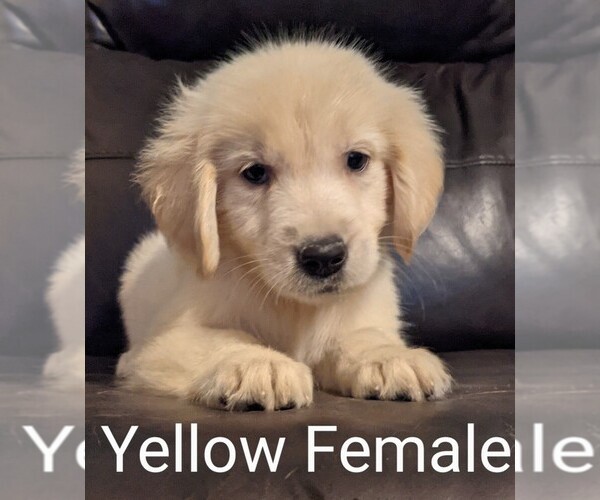 Medium Photo #3 Golden Retriever Puppy For Sale in DAVENPORT, FL, USA