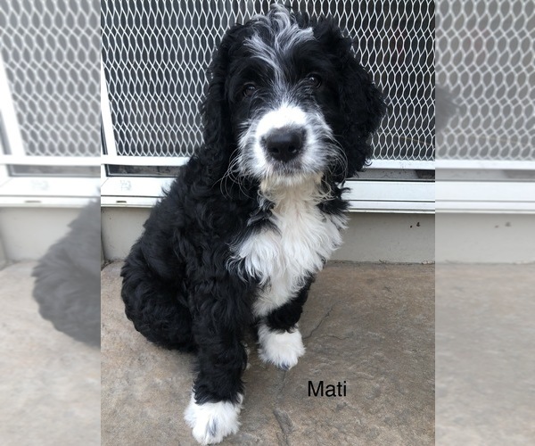 Medium Photo #1 Bernedoodle Puppy For Sale in MIAMISBURG, OH, USA