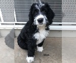 Small Photo #1 Bernedoodle Puppy For Sale in MIAMISBURG, OH, USA